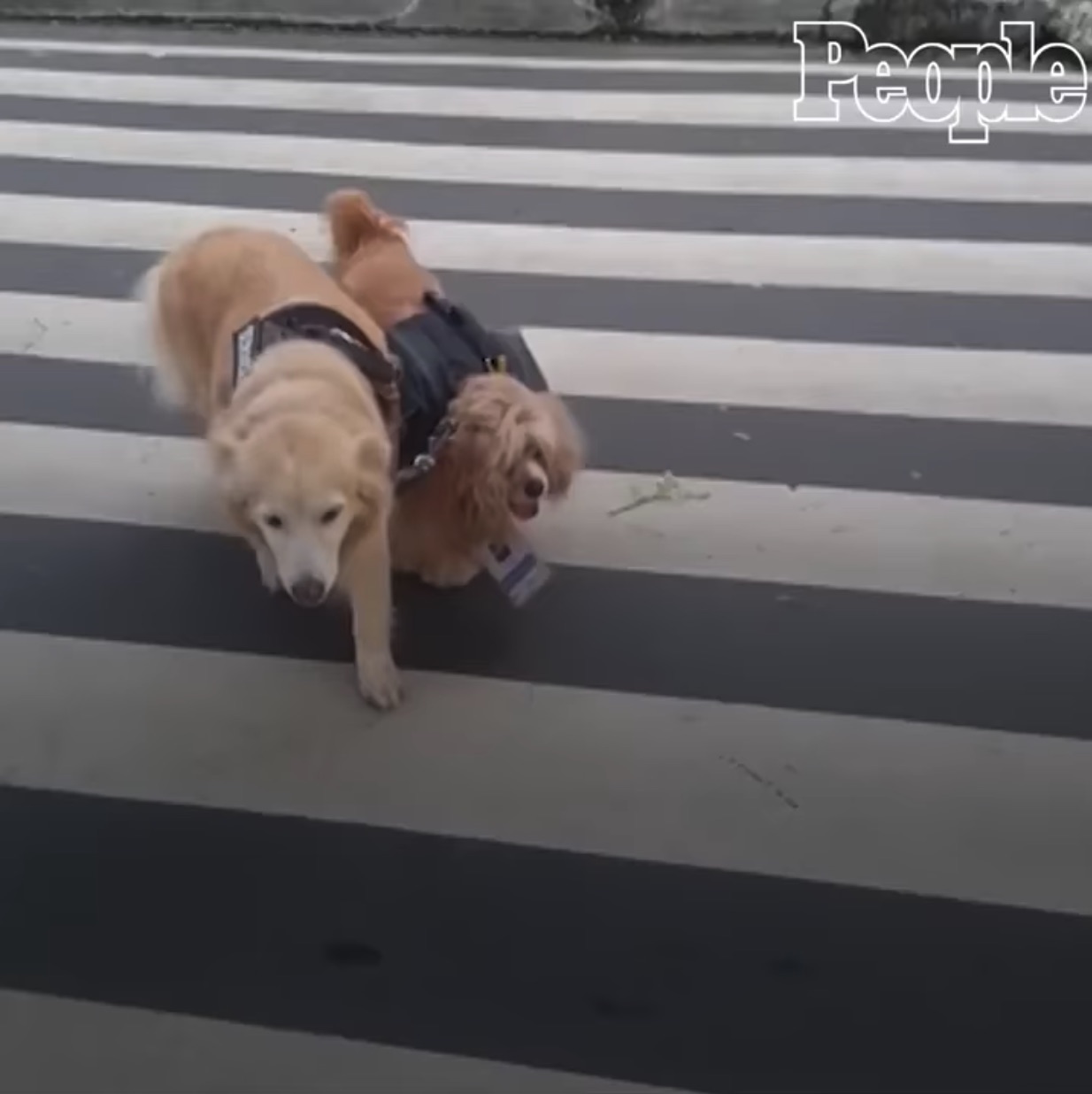 Golden Retriever Acts As Seeing Eye Dog For Blind Friend